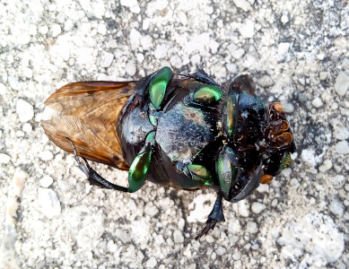 [The cicada is on its back on the sidewalk. The clear brown wings extend to the left beyond the body. The four visible legs and part of the body are green. The rest of the body is a blackish brown. The head section appears wider than the boday although it could just be an upper body section.]